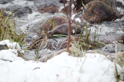 30 april. Enkelbeckasinen söker föda vid bäcken. Södra delen av Jämtebölesjön