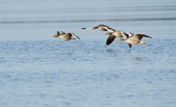 21 april. En lite flock grågäss vid Lillskärsudden