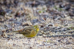 4 april. Gulsparven plockar frön som andra fåglar 