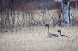 13 april. Sädgäss vid Brånsjön/Vännäs