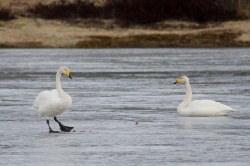 5 april. 2 sångsvanar en tidig morgon vid Bussjöheden/Umeå.