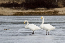 5 april. Sångsvanar Bussjöheden/Umeå