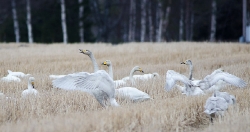 13 april. Unga sångsvanar vid Brånsjön/Vännäs