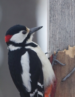 13 april. Större hackspett (hane, röda fjädrar i nacken)