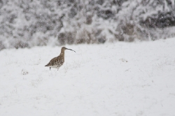 30 april. Storspoven lyckas hitta föda trots snöandet. Jämteböle/Vännäs