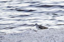 4 maj Snårtjärn. Gluttsnäppan letar mat i strandkanten, snön ligger kvar sedan Valborgsmässoafto