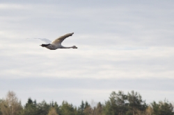 ...för att flyga till södra delen av sjön där honan ligger på bo