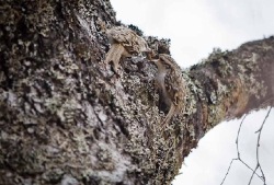 4 maj Jämteböle. Två trädkrypare i parningsritual. Troligtvis hanen som lämnar över en larv till honan