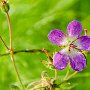 Midsommarblomster.