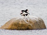 Strandskata_2.jpg