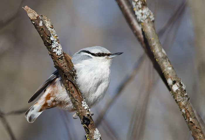 Nötväcka_1